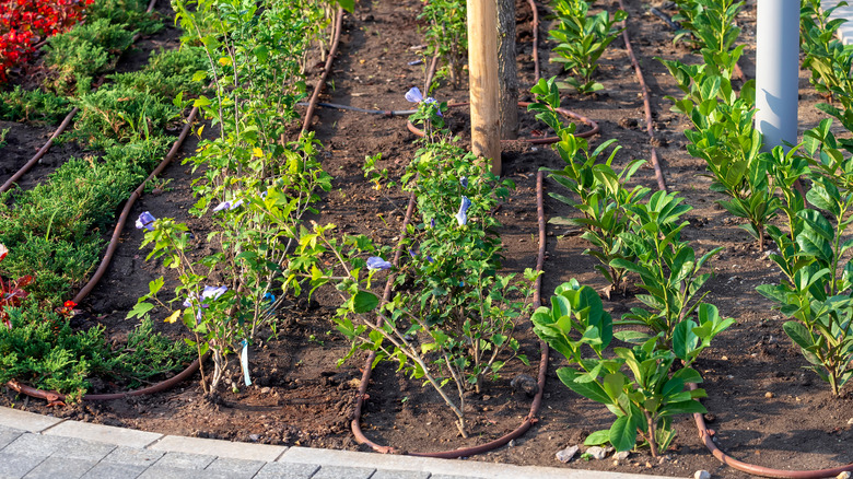 garden with soaker hose irrigation