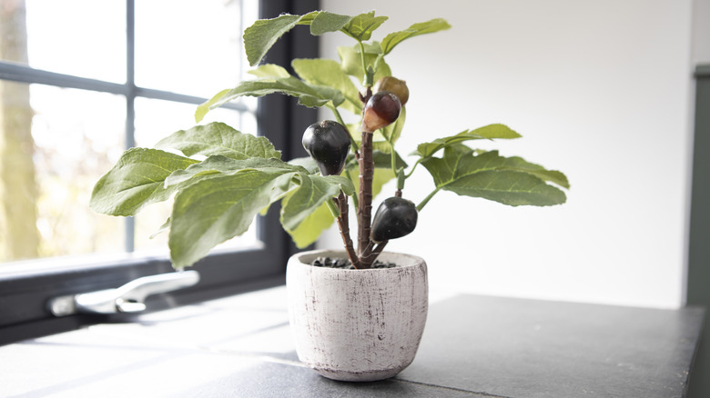 potted fig tree indoor planter