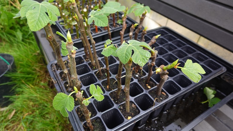 fig tree cuttings seedling