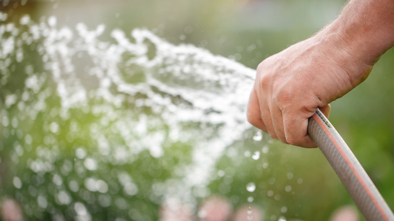 person holding garden hose