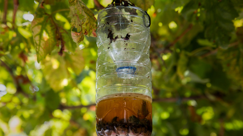 DIY water bottle wasp nest
