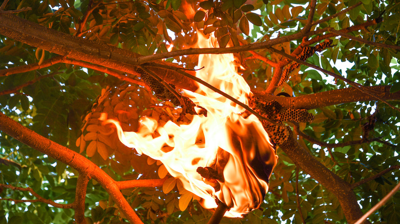 wasp nest on fire in tree