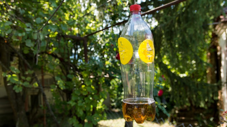 homemade wasp trap with vinegar