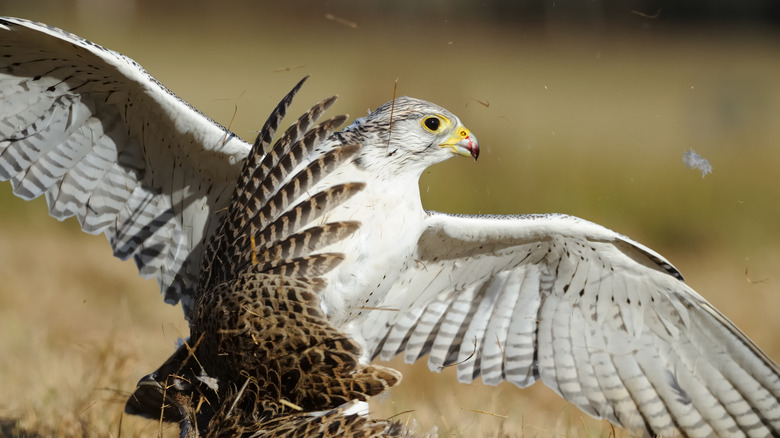 gyrfalcon landing on grass