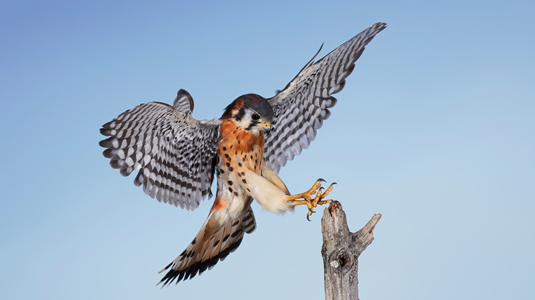 american kestrel landing on tree