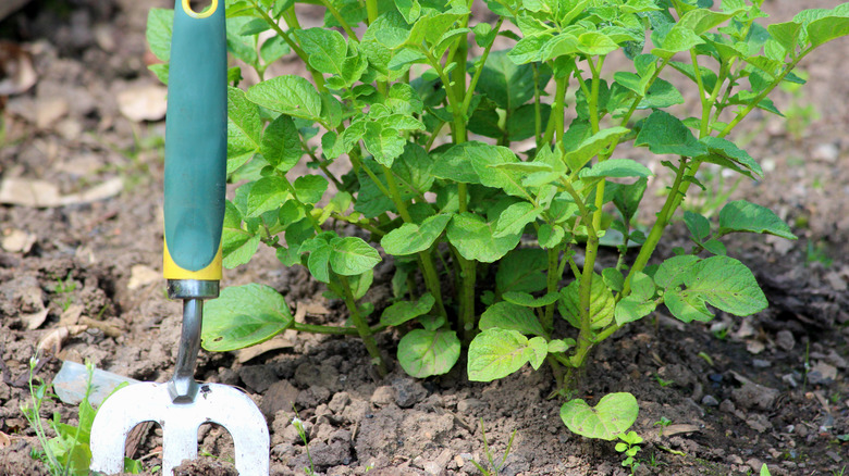 potato plant and fork