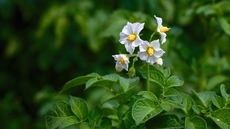 potato flowers blooming