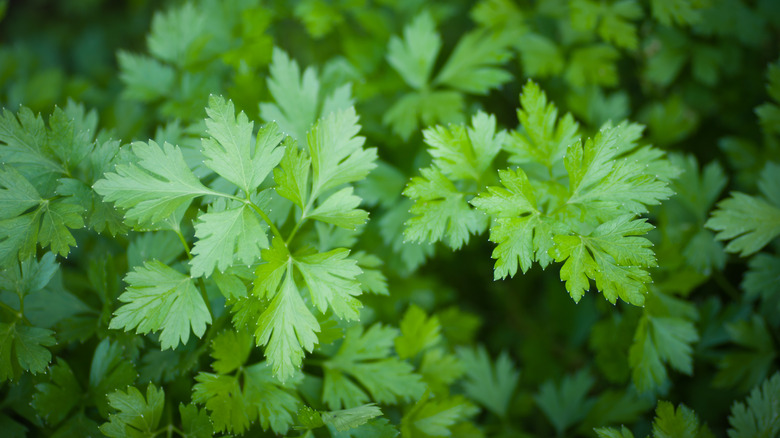 close up of parsley leaves
