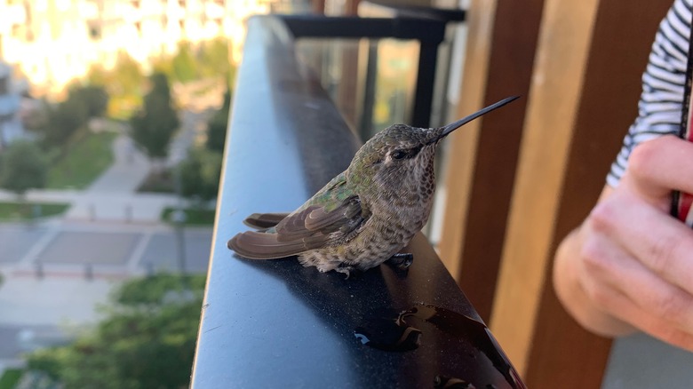 hummingbird on apartment balcony 