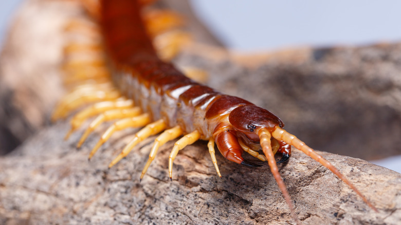 centipede climbing on branch