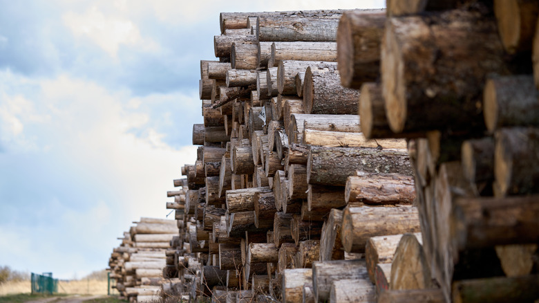 Piles of lumber