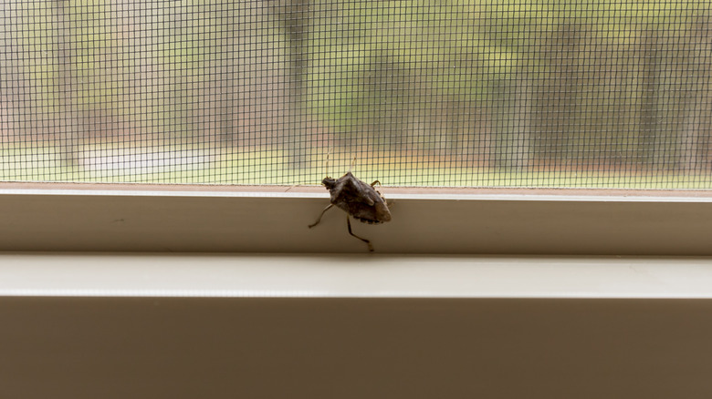 stink bug on window sill