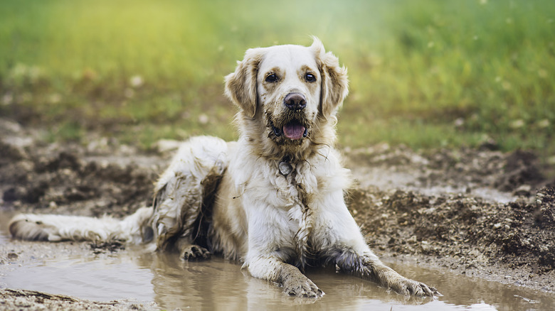 A muddy dog 