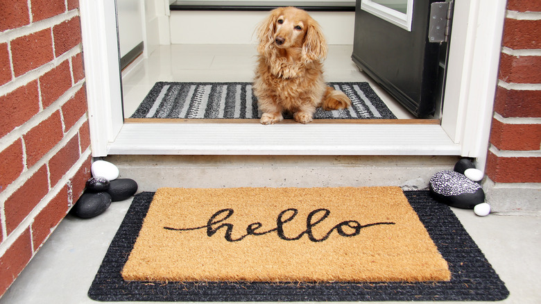 A dog by a doormat 