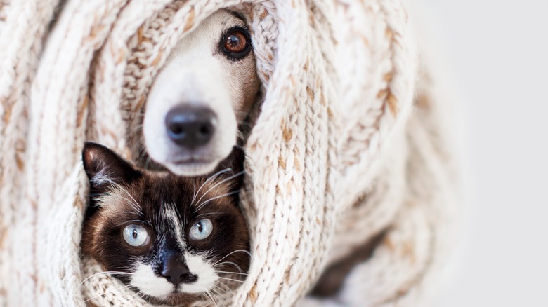 A dog and cat wrapped up warm 