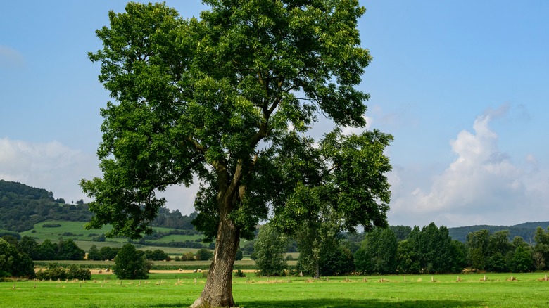 Healthy ash tree