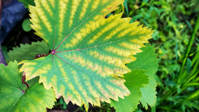 Leaf with chlorosis