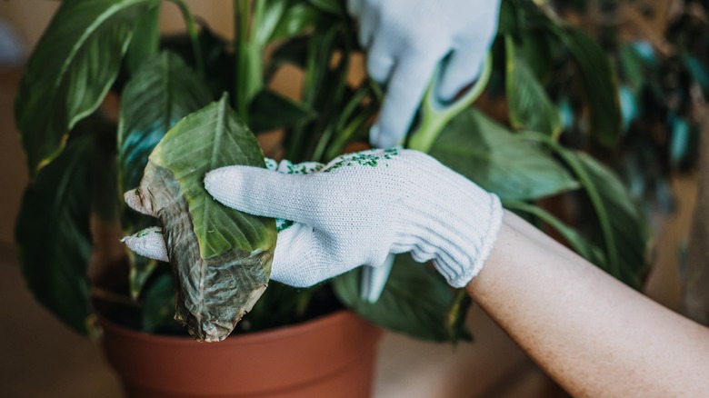 cutting dead leaves from plant