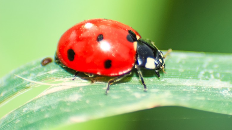 a ladybug on a leaf