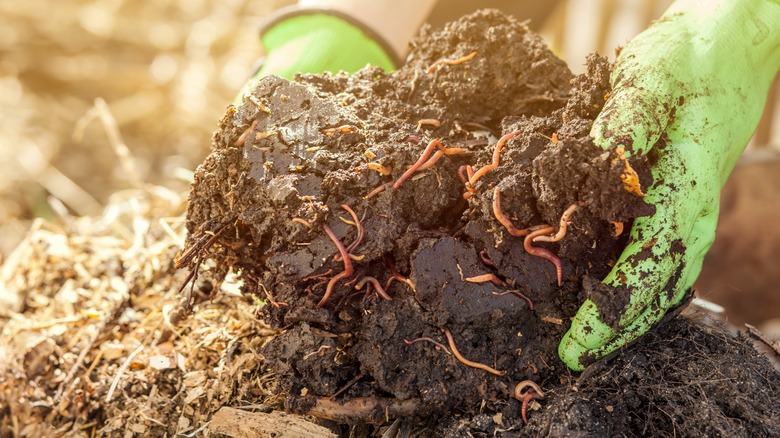 healthy soil with worms