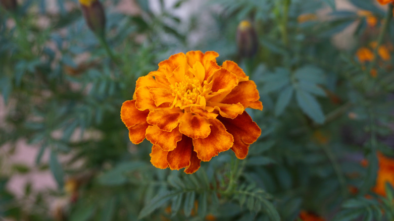 a marigold flower in bloom