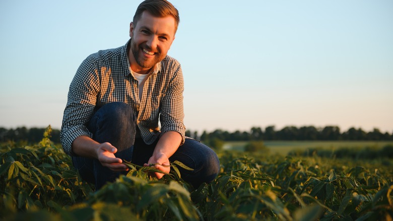 farmer inspecting crops