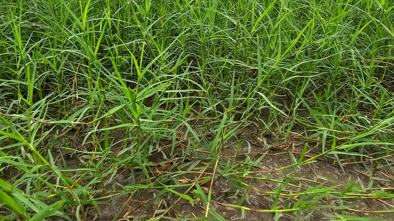 Bermuda grass growing in patchy soil