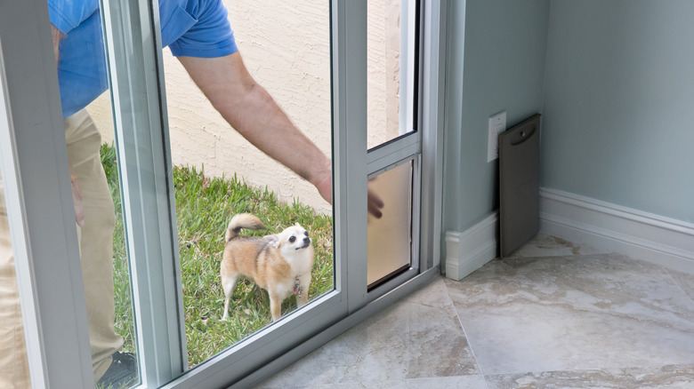 pet door training for dog 