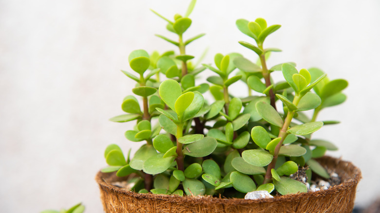 elephant bush plant in container