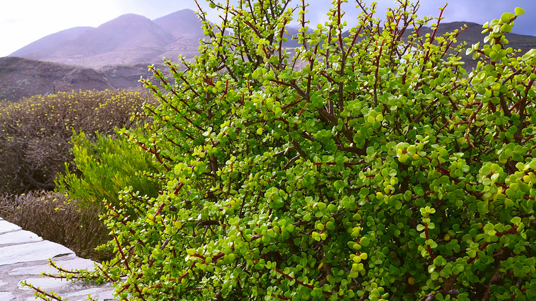 elephant bush growing in garden