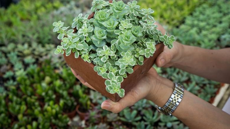 woman holds elephant bush plant