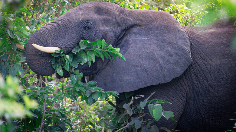 elephant eating leaves