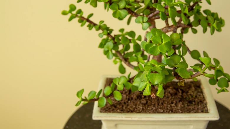 elephant bush bonsai indoors