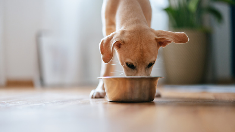 Puppy eating food from his bowl