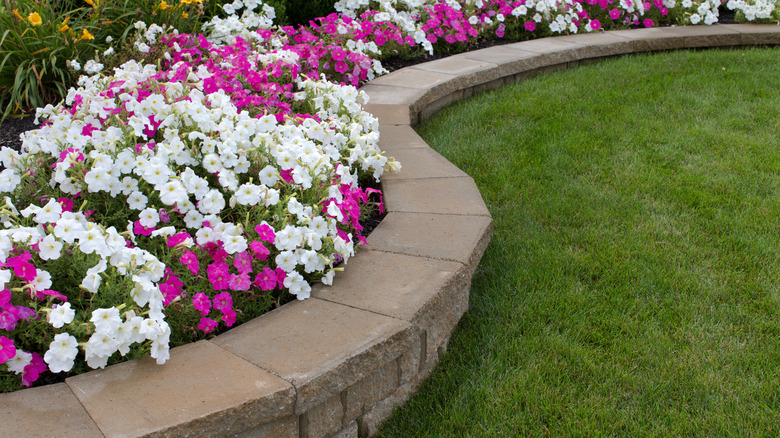 A curved retaining wall in front of a flower bed filled with pretty pink and white petunias