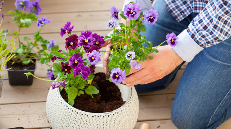 a person planting pansies