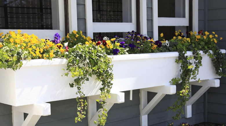 pansies and ivy window box