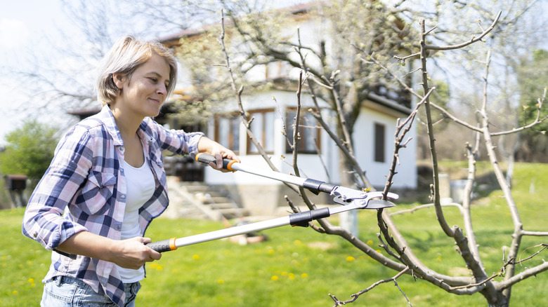 Woman pruning tree