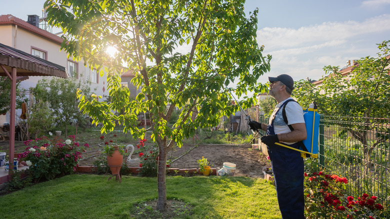 man applying pesticide to cherry tree