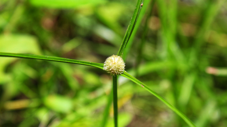 kyllinga weed in lawn