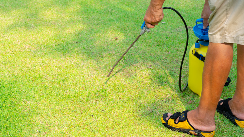 A man spraying weed killer on a lawn