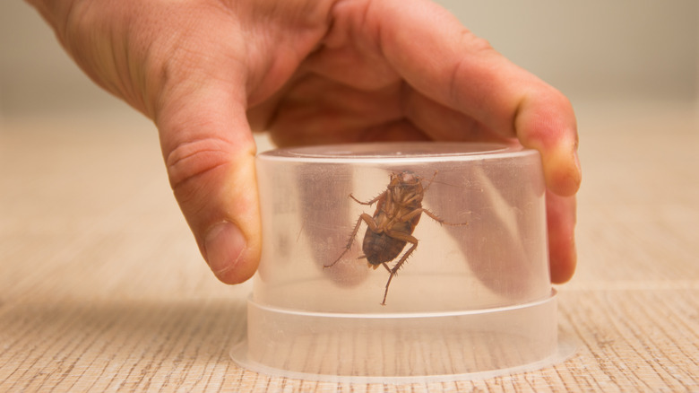 Roach trapped in a jar 