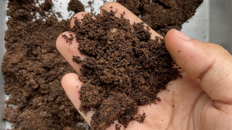 Hand holding used coffee grounds