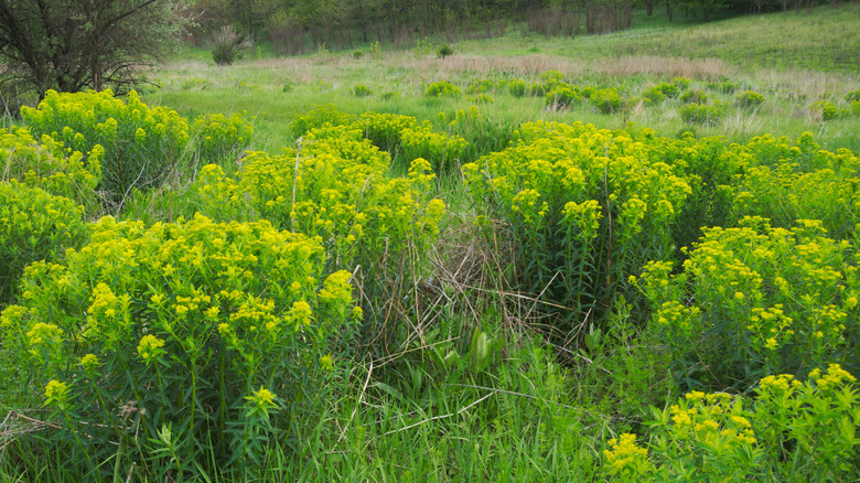 Patch of leafy spurge weed