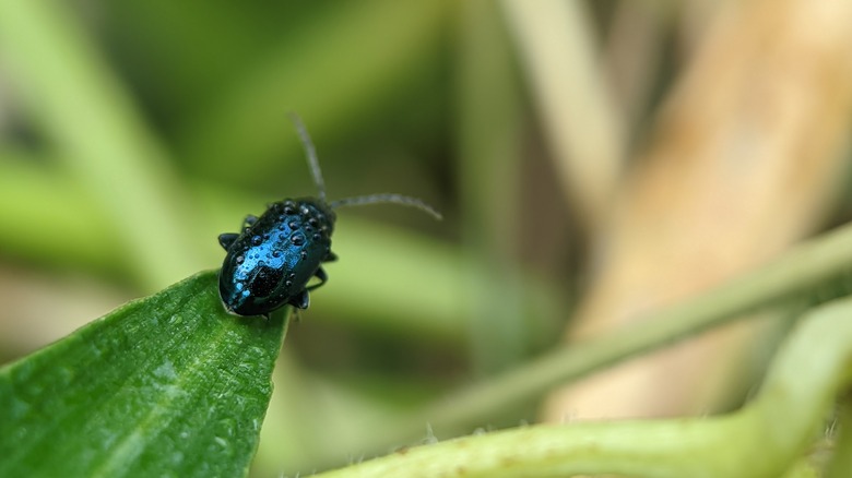 Flea beetle on leaf