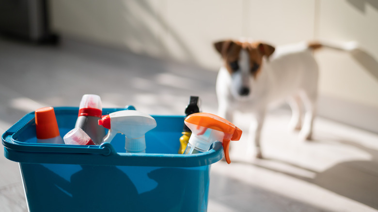 Various pet cleaners and a dog