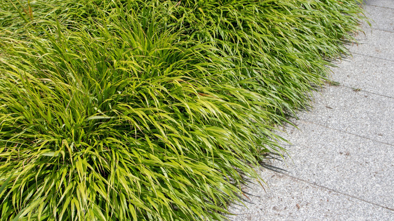 Hakonechloa macra, also known as Japanese Forest Grass or Hakone Grass, bordering a walkway