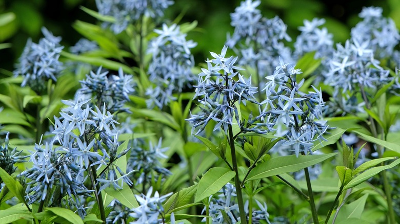 amsonia's blue star-shaped blooms