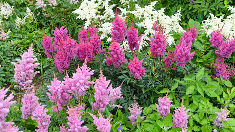 astilbes pink and white flowers 