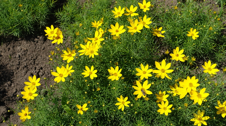 coreopsis yellow flowers